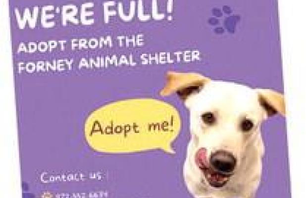 Forney Animal Shelter Offering Half Price Adoptions