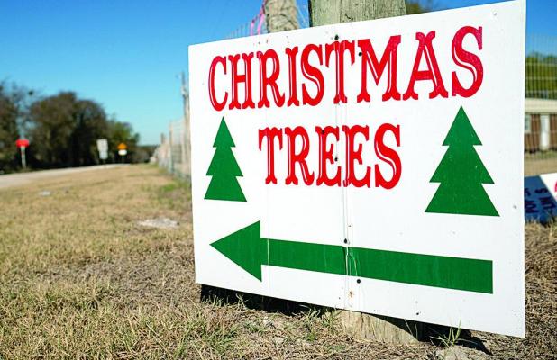 Texas Christmas Tree Industry Expecting Tree-Mendous Year