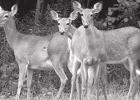 Are Deer in COVID’s Crosshairs?