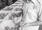 Texas A&M AgriLife Team Seeking ‘holy grail’ of Tomatoes