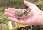 Genus PHRYNOSOMA; Family PHRYNOSOMATIDAE Grandpas called them “horny toads.”