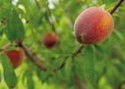Harvest Tips: How to Maximize the Taste of Peaches, Blackberries and Summer Vegetables