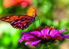 Eight Great Plants to Bring Butterflies to Your Garden