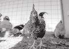 Protect Backyard Chickens From Disease, Parasites