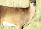 Kaufman County Deer Hunters Required to Test Harvested Game