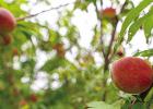 Texas Fruit Growers Cautiously Optimistic About Yields