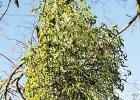 Mistletoe: Is the Christmas Plant Friend or Foe? The pros and cons of keeping and removing the kissing plant