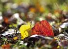 Autumn Garden Advice: Maintain the Leaves you have, Plan and Plant Ahead