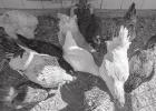 Protect Backyard Chickens From Disease, Parasites
