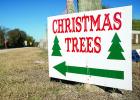 Texas Christmas Tree Industry Expecting Tree-Mendous Year