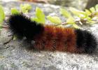 What is That Fuzzy Black Caterpillar?