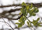 Mistletoe: Is the Christmas Plant Friend or Foe?