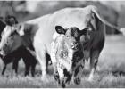 Shrinking Cattle Herd Could Equal High Calf, Beef Prices