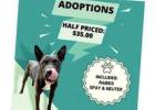 Forney Animal Shelter Offering Half Price Adoptions