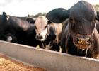 Texas Cattle Sales Picking Up Due to Drought