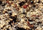 Spring is the Time for Texans to ‘Two-Step’ Toward Fire Ant Control