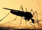 Self-Eliminating Genes Tested on Mosquitoes