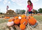 Creative Ways to Use Pumpkins This Fall