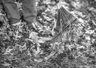 Safe And Effective Ways To Clean Up Leaves