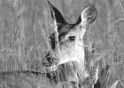 Testing for Chronic Wasting Disease