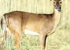 Kaufman County Deer Hunters