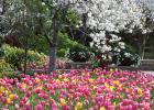 Dallas Arboretum Presents Dallas Blooms: Birds in Paradise