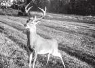 HOW TO SHOOT A BIG BUCK